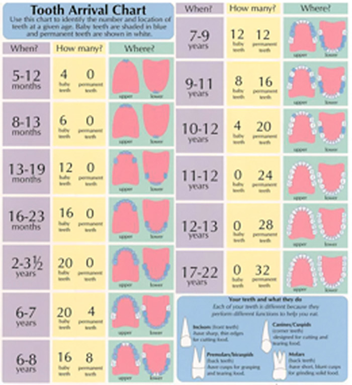 Tooth Arrival Chart Grand Rapids Mi Pediatric Dentist