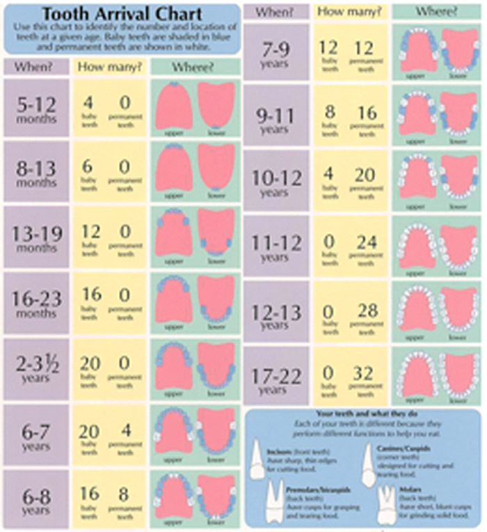 Tooth Arrival Chart Grand Rapids Mi Pediatric Dentist